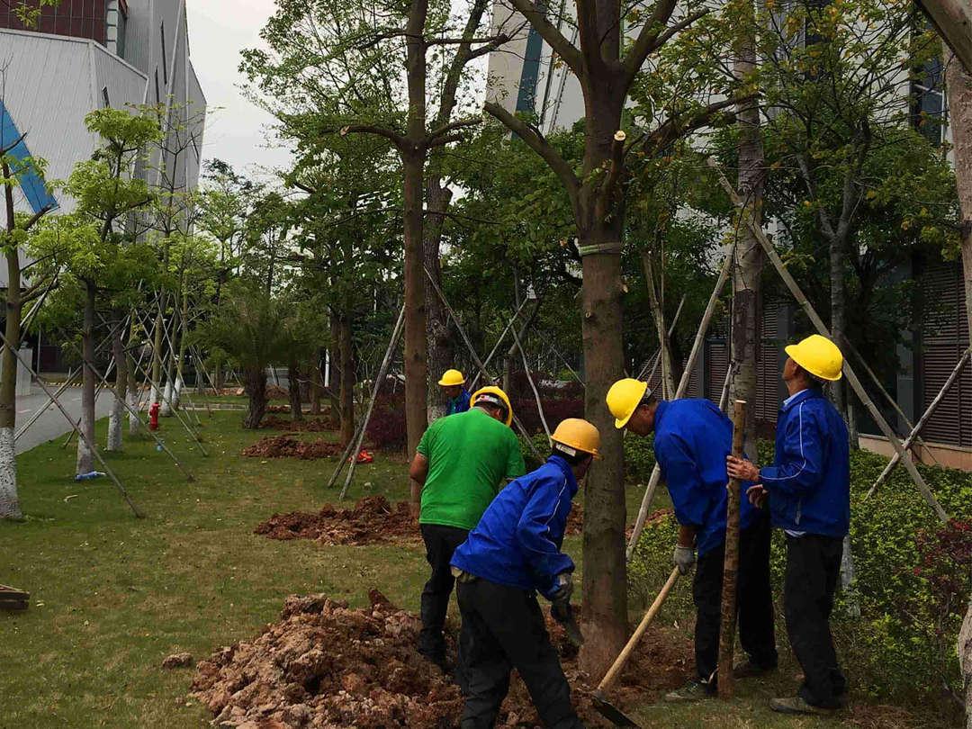 园林菲律宾网赌合法平台种植穴的挖掘