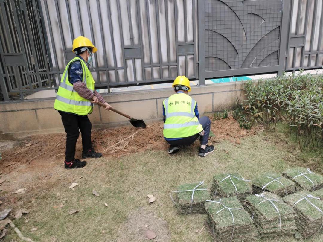 菲律宾网赌合法平台工人正在补植