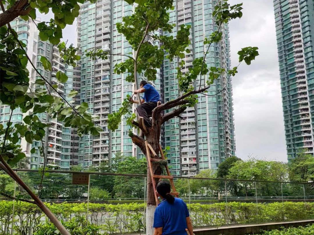 广州逸翠湾小区绿化养护夏季修剪