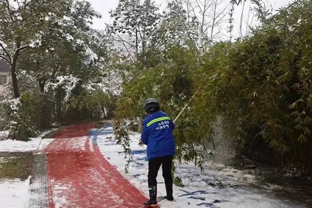 大雪过后的绿化养护