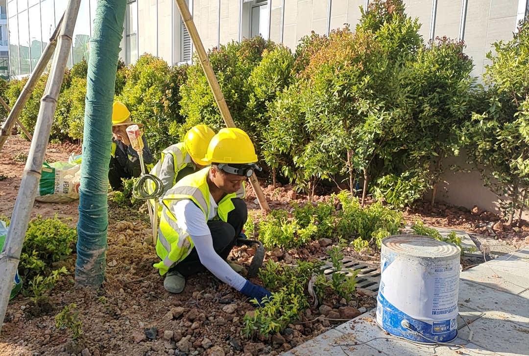 园林菲律宾网赌合法平台施工种植现场